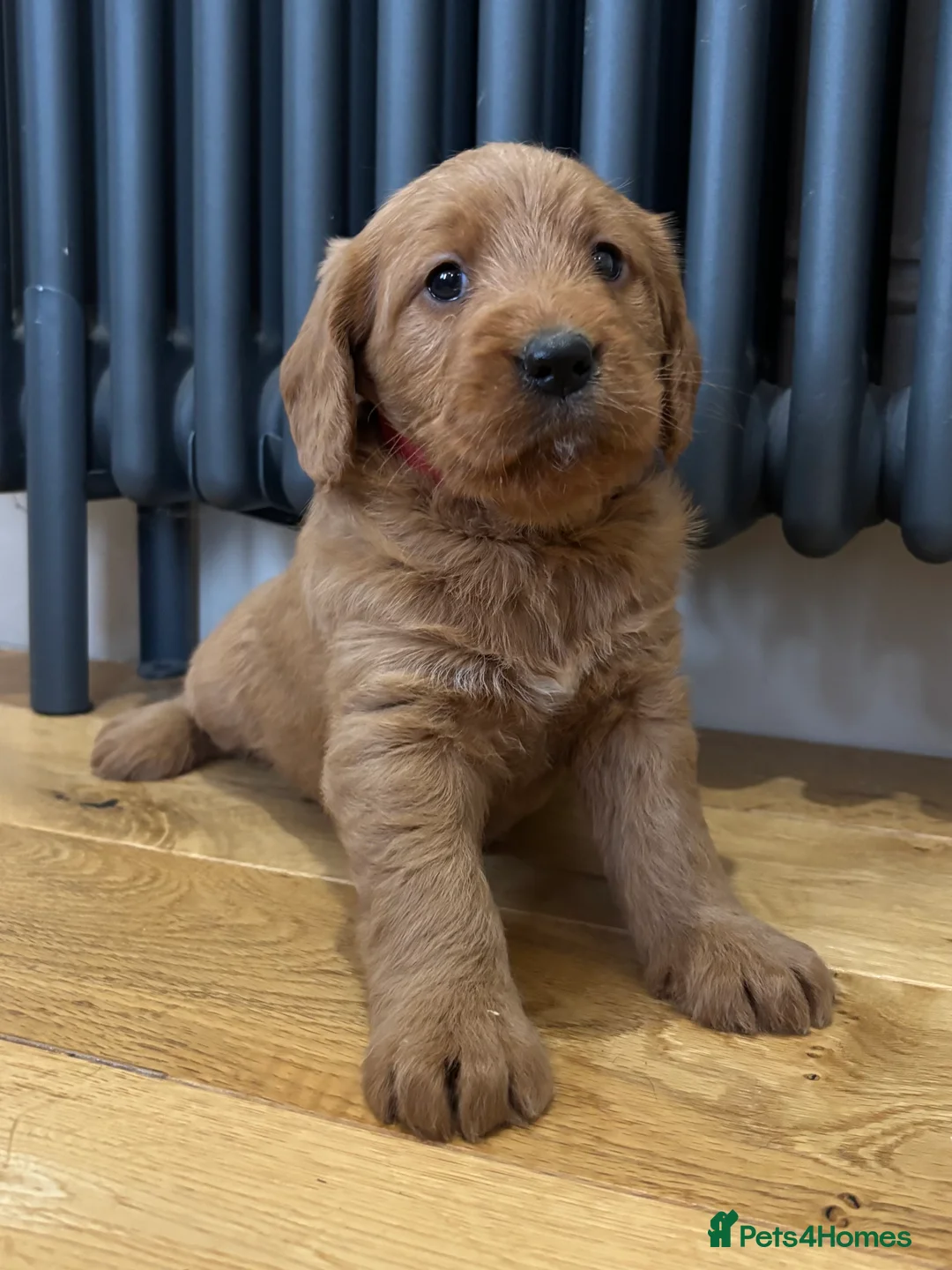 Labradoodle dogs for sale: Stunning F1 Labradoodle Puppies KC Parents - Advert 4