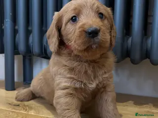Labradoodle dogs Stunning F1 Labradoodle Puppies KC Parents - Advert 9