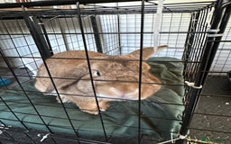 Mini Lop rabbits for sale: 2 male bunnies for sale - Image 1
