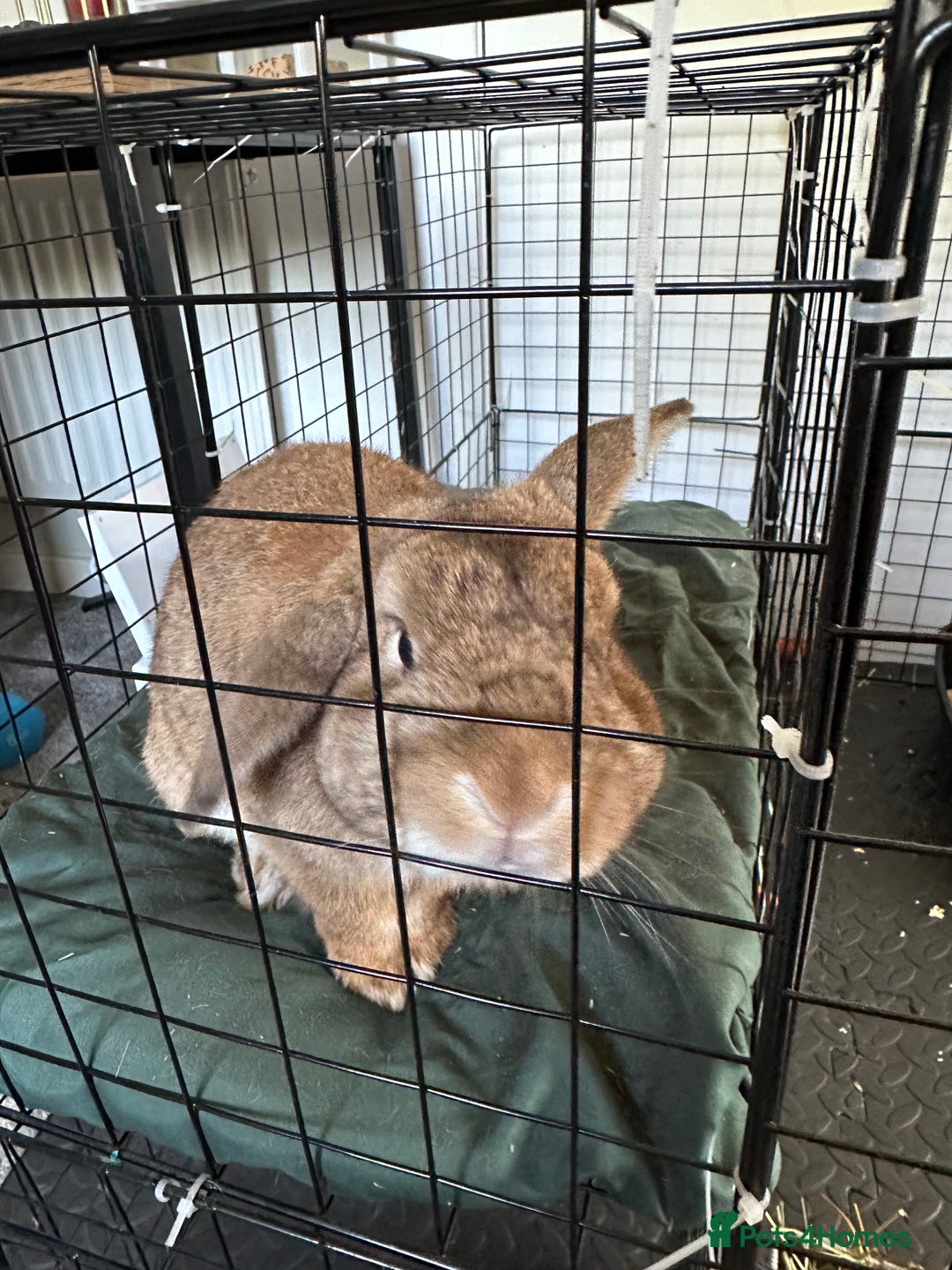 Mini Lop rabbits for sale: 2 male bunnies for sale - Image 1