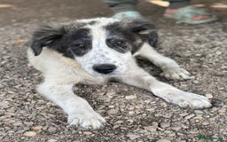 Mixed Breed dogs for adoption: ODIN, a superb young boy - for a Loving Home - Image 30