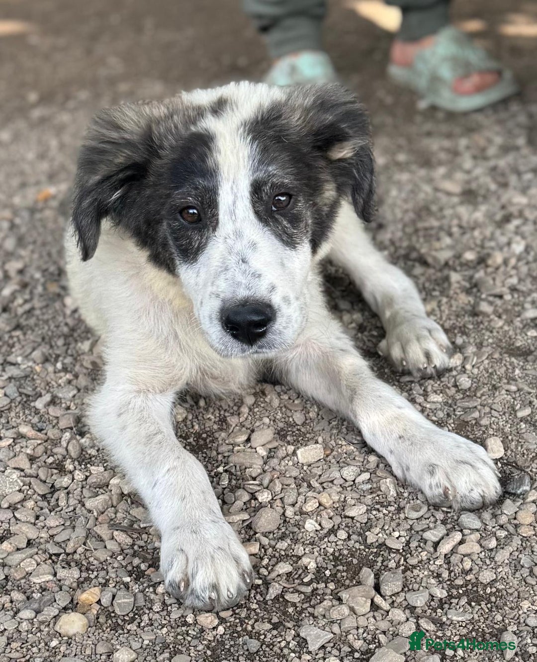 Mixed Breed dogs for adoption: ODIN, a superb young boy - for a Loving Home - Image 30