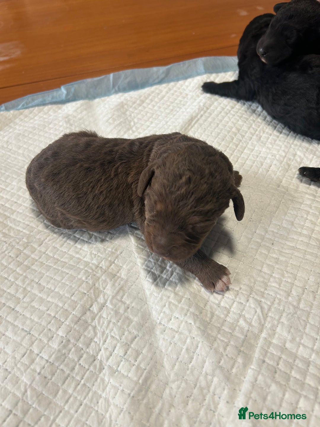 Bedlington Terrier dogs for sale: KC Registered Bedlington Terrier Puppies - Image 1