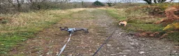 French Bulldog dogs for stud: Stud and bitch for sale  - Advert 4
