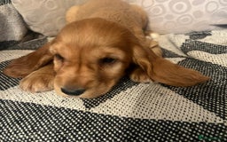 Cocker Spaniel dogs for sale: Cocker Spaniels  - Image 8