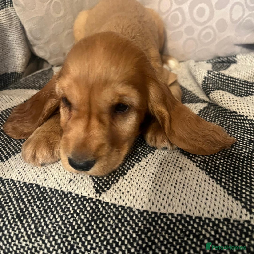 Cocker Spaniel dogs for sale: Cocker Spaniels  - Image 8