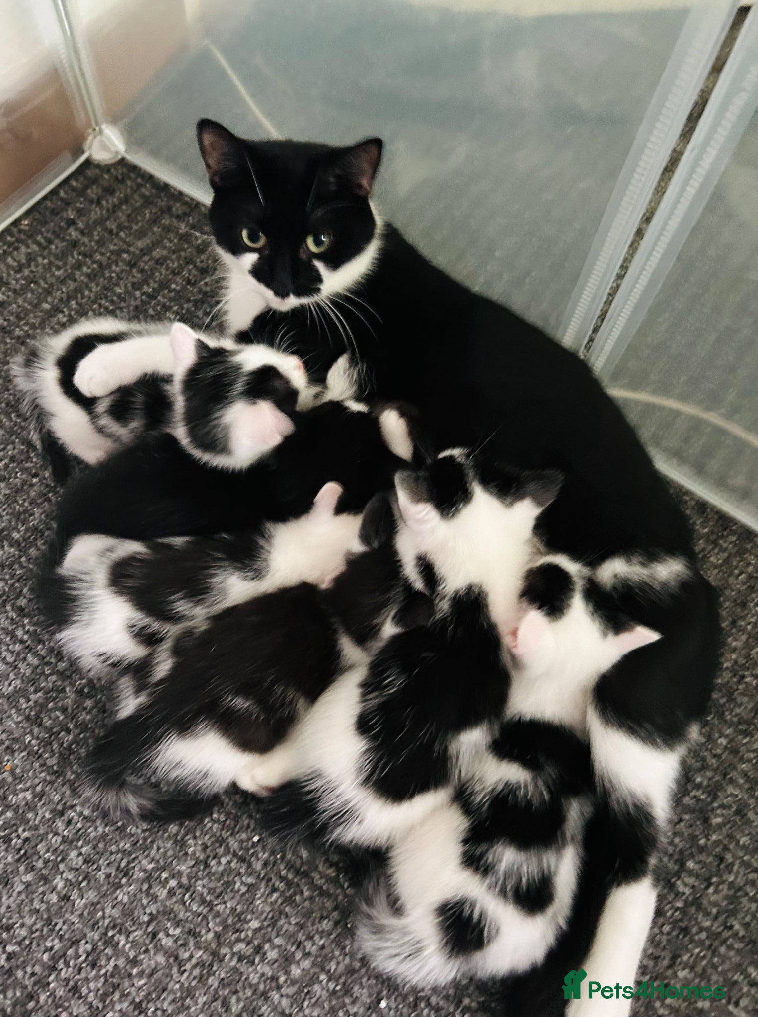Mixed Breed cats KITTENS FOR SALE BLACK & WHITE - Advert 19