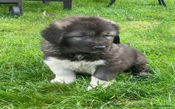 Caucasian Shepherd Dog dogs for sale: Beautiful pups from large parents  - Image 7