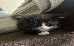 British Shorthair cats for sale: Black female kitten  - Image 5