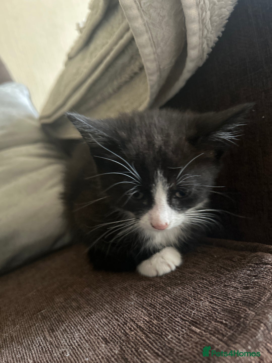 British Shorthair cats for sale: Black female kitten  - Image 5