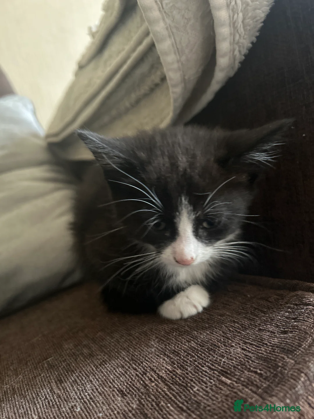 British Shorthair cats for sale: Black female kitten  - Advert 5