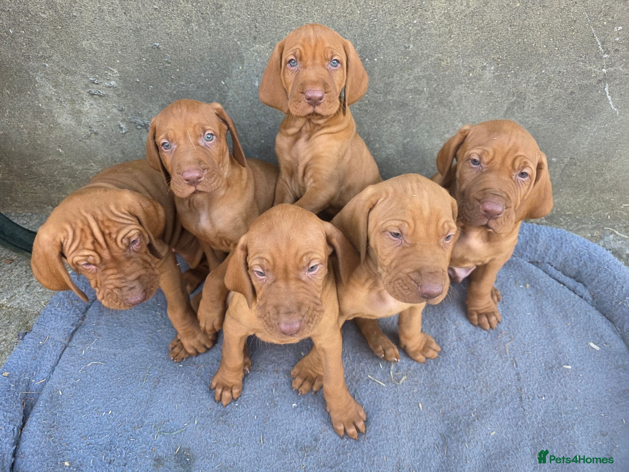 Hungarian Vizsla dogs KC registered Hungarian vizsla pups - Advert 1