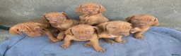 Hungarian Vizsla dogs for sale: KC registered Hungarian vizsla pups - Advert 1