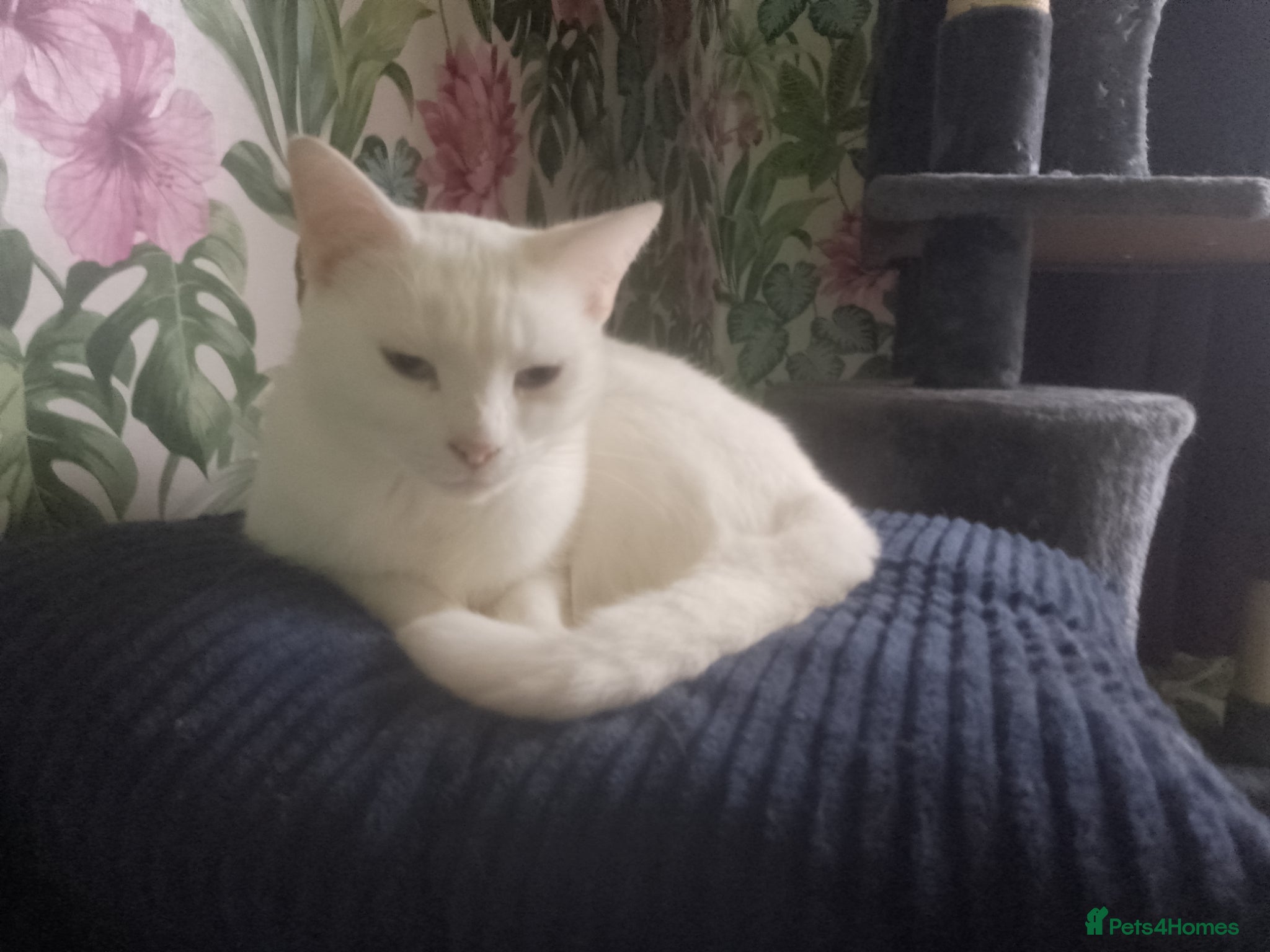 Mixed Breed cats White russian cat - Advert 7