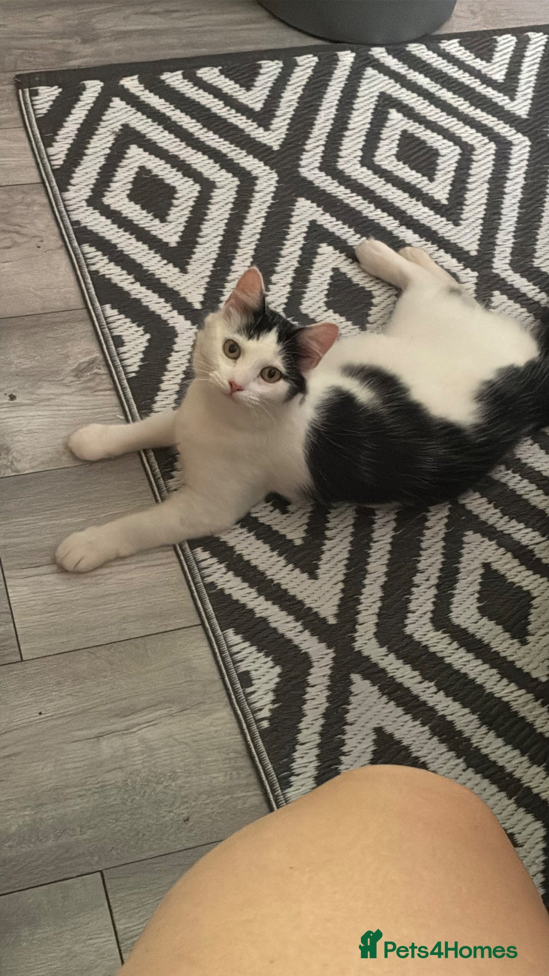 Mixed Breed cats Mixed breed kittens  - Advert 1