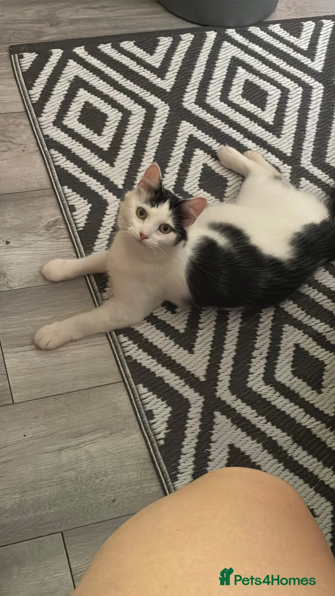 Mixed Breed cats for sale: Mixed breed kittens  - Advert 1