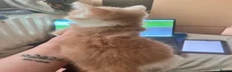 Mixed Breed cats for sale: 4 beautiful baby kittens - Advert 28