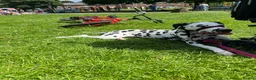 Dalmatian dogs for sale: Dalmation - Advert 7