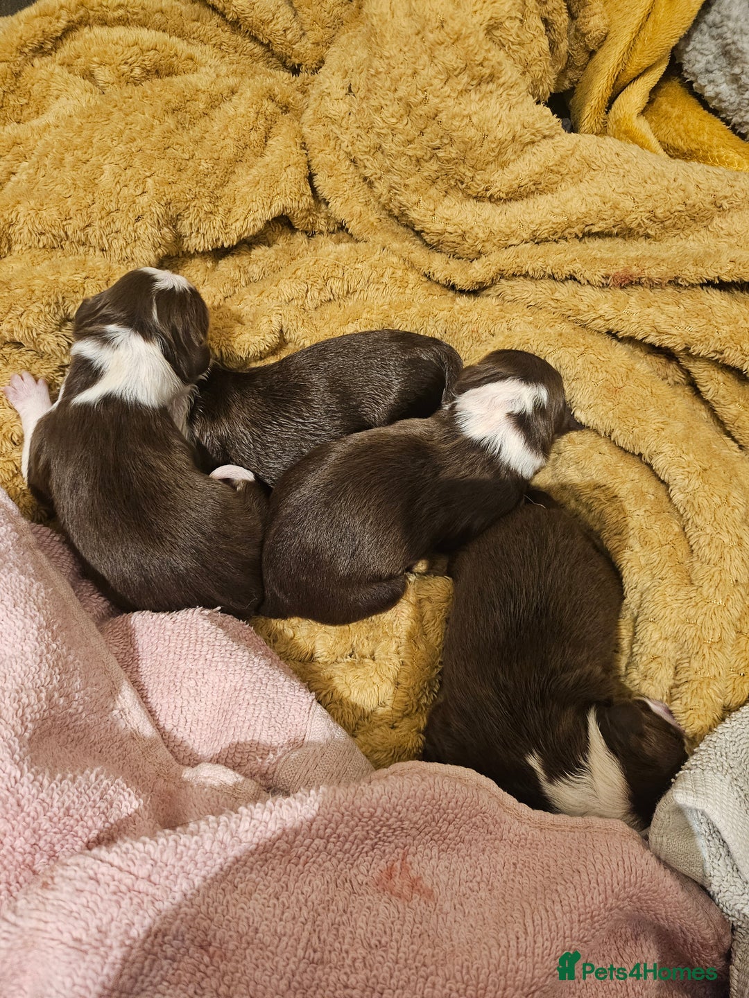 Border Collie dogs for sale: Red border collie pups for sale - Advert 14