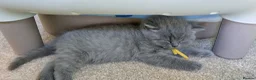 British Shorthair cats for sale: Pure Blue British Shorthair Kittens  - Advert 20