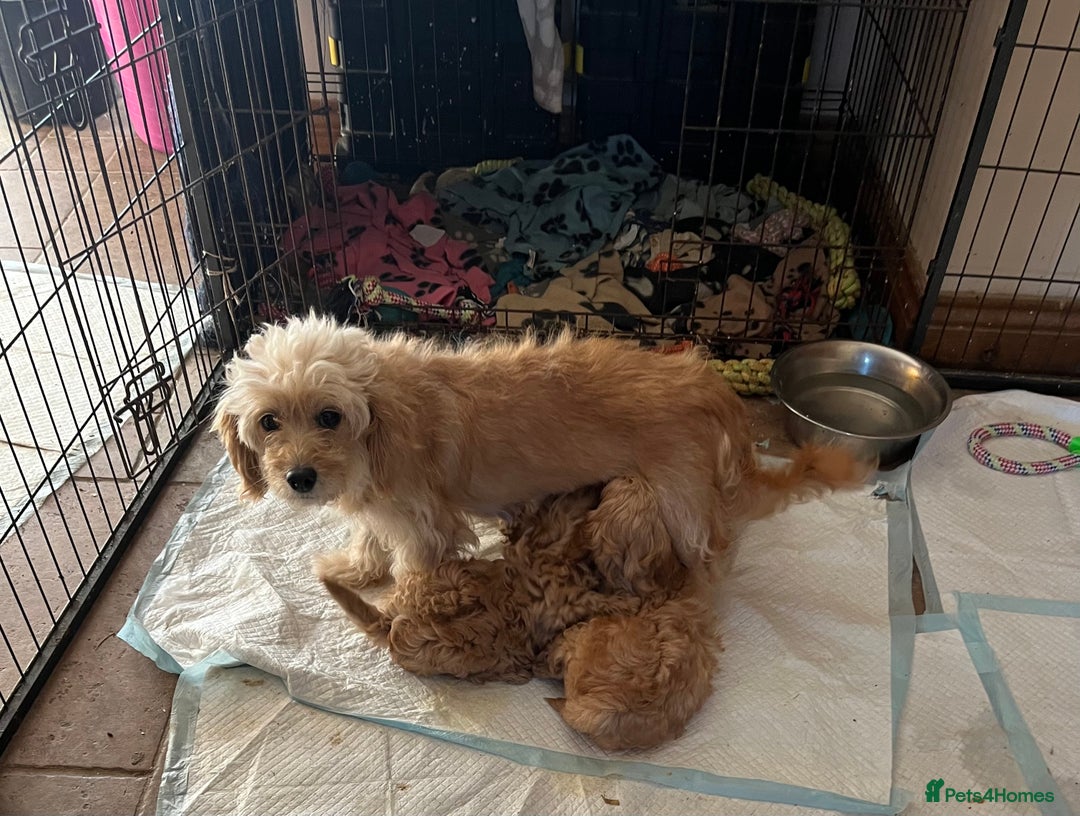 Cavapoochon dogs for sale: Cavapoonchon puppies  - Image 14