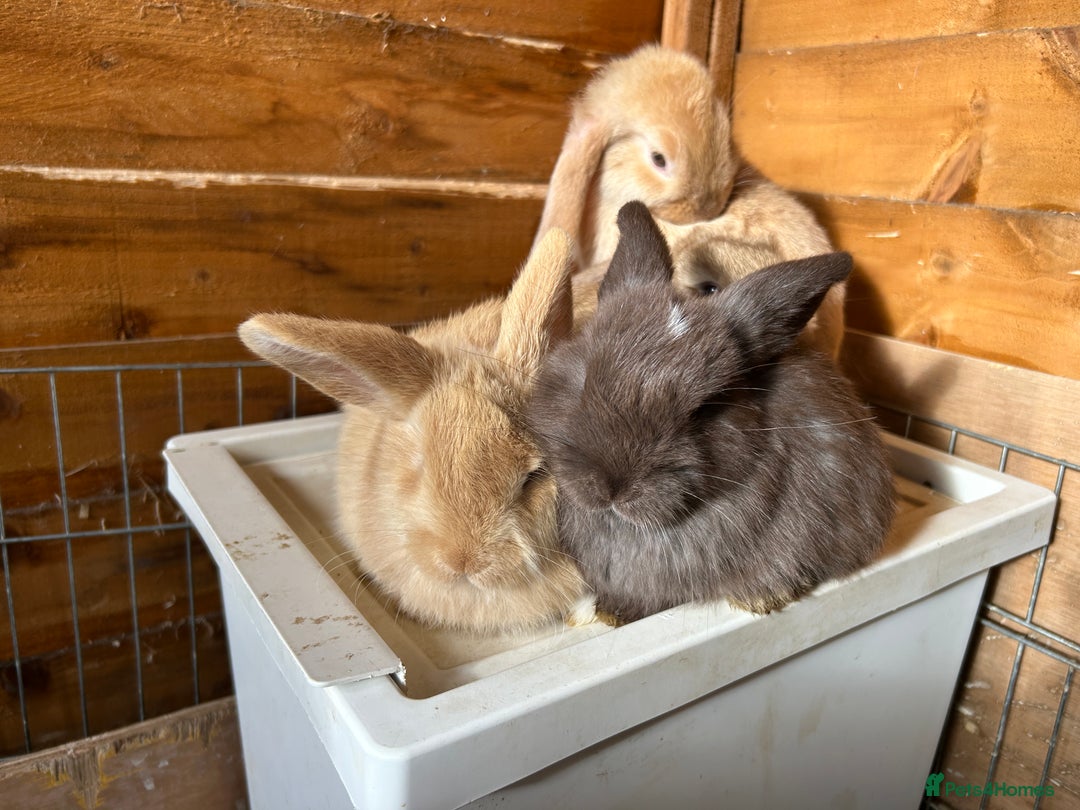 Dwarf Lop rabbits for sale: Dwarf lops ready for forever homes 15th November  - Image 14