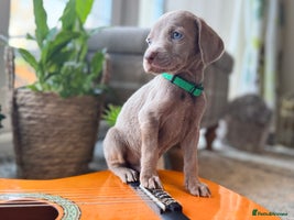 Weimaraner dogs - Advert 2