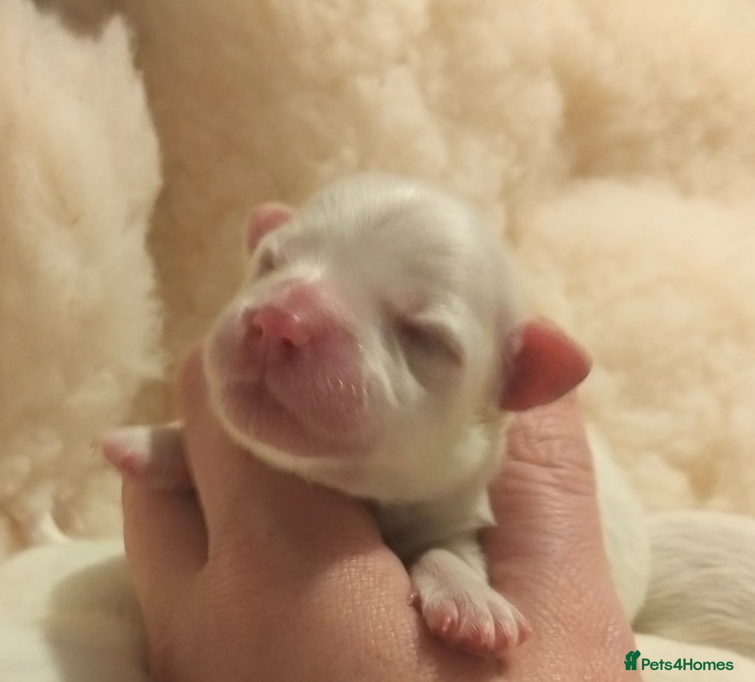 Maltese dogs for sale: Beautiful Maltese Puppies Hypoallergenic  - Advert 3