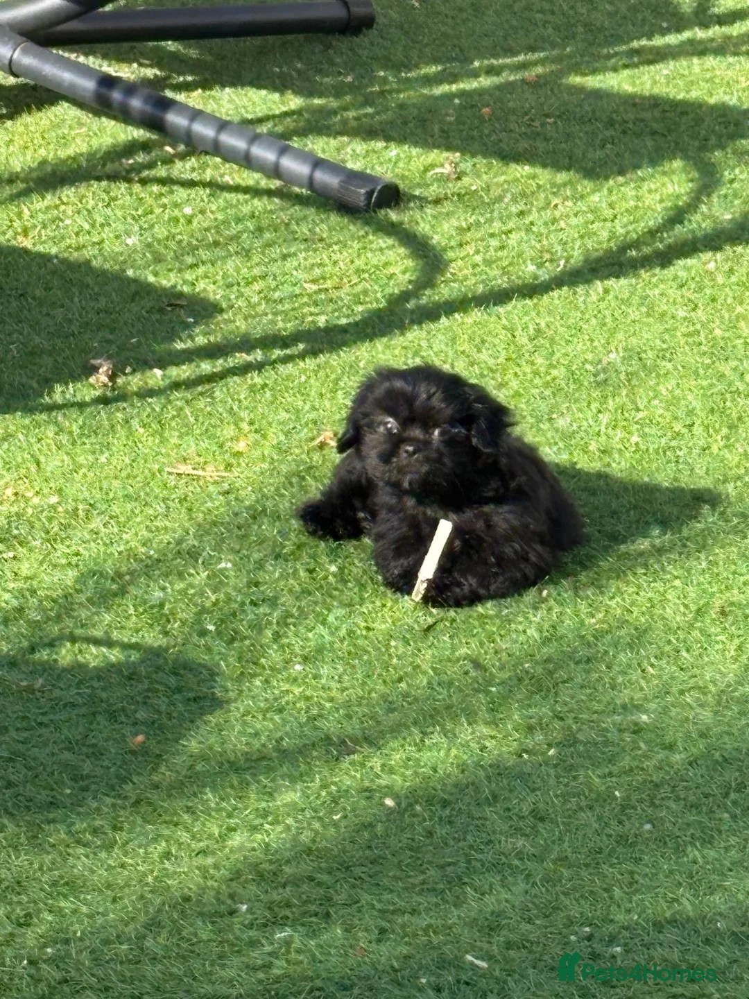 Shih Tzu dogs for sale: Stunning solid black female KC health tested - Advert 1