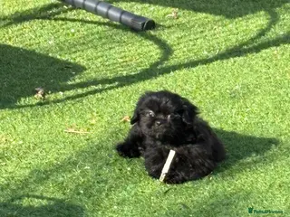 Shih Tzu dogs Stunning solid black female KC health tested - Advert 2