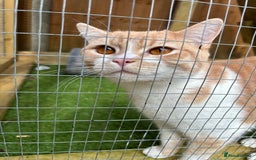 British Shorthair cats for sale: Beautiful Cream Bi Colour British Shorthair.  - Image 7