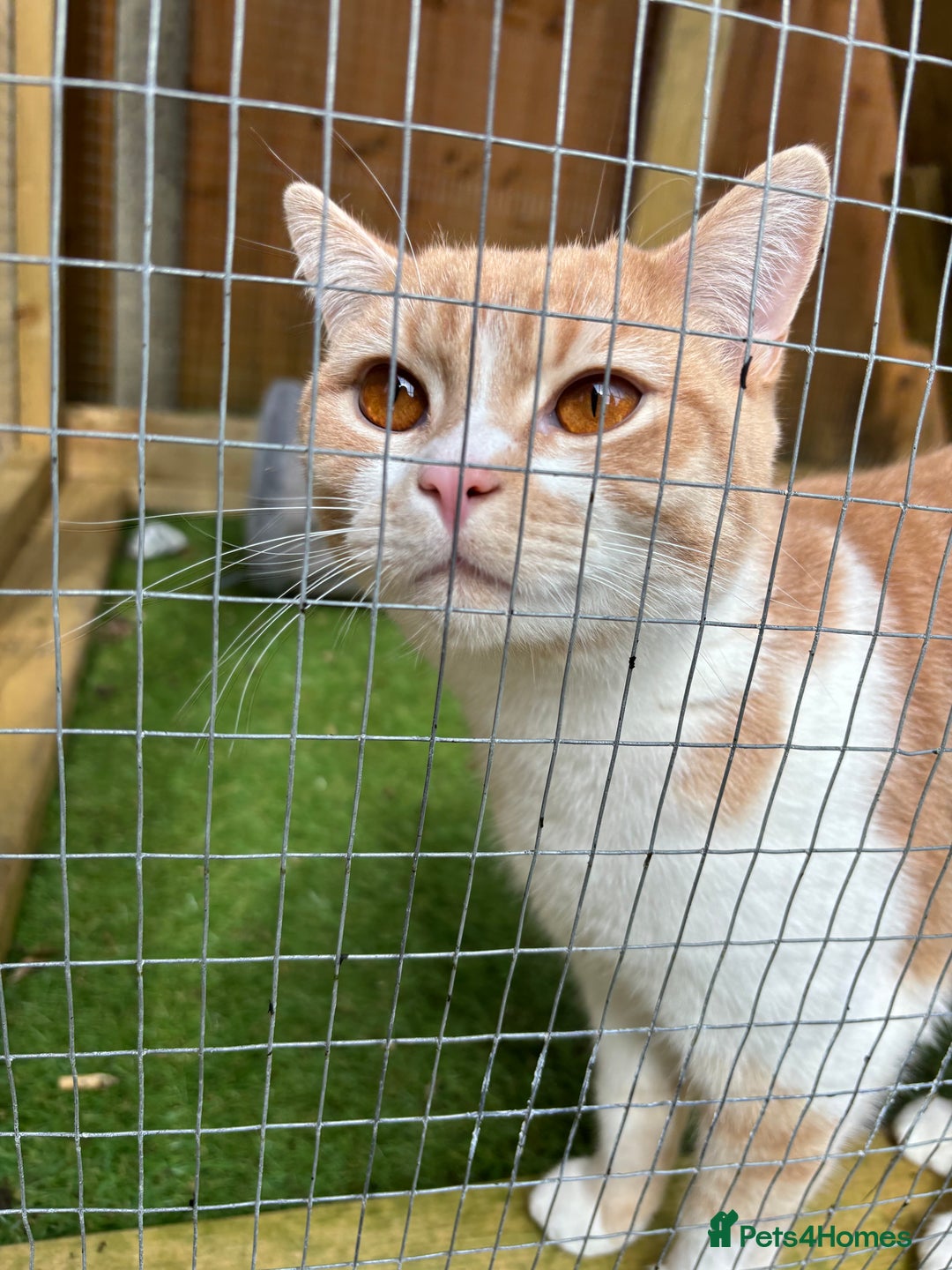 British Shorthair cats for sale: Beautiful Cream Bi Colour British Shorthair.  - Image 7