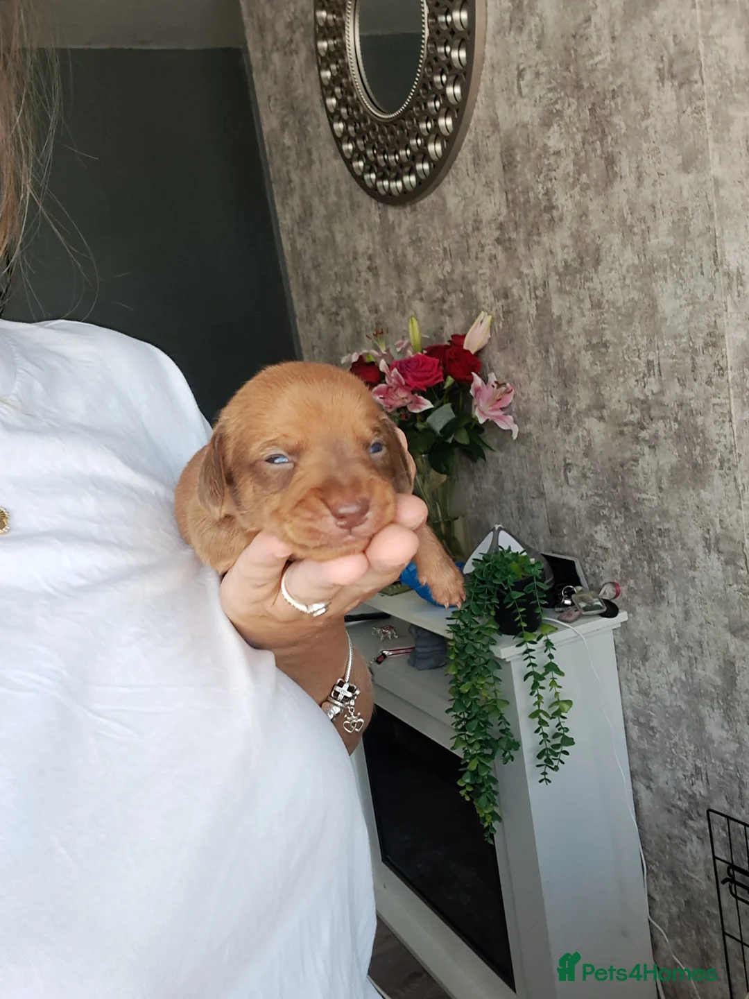 Chiweenie dogs for sale: Dachshund  - Advert 28