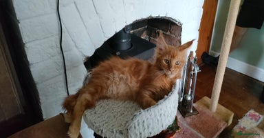 Maine Coon cats - Advert 13