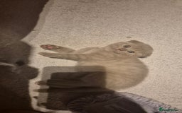 Scottish Fold cats for sale: Last 2 Scottish straight kittens  - Image 26