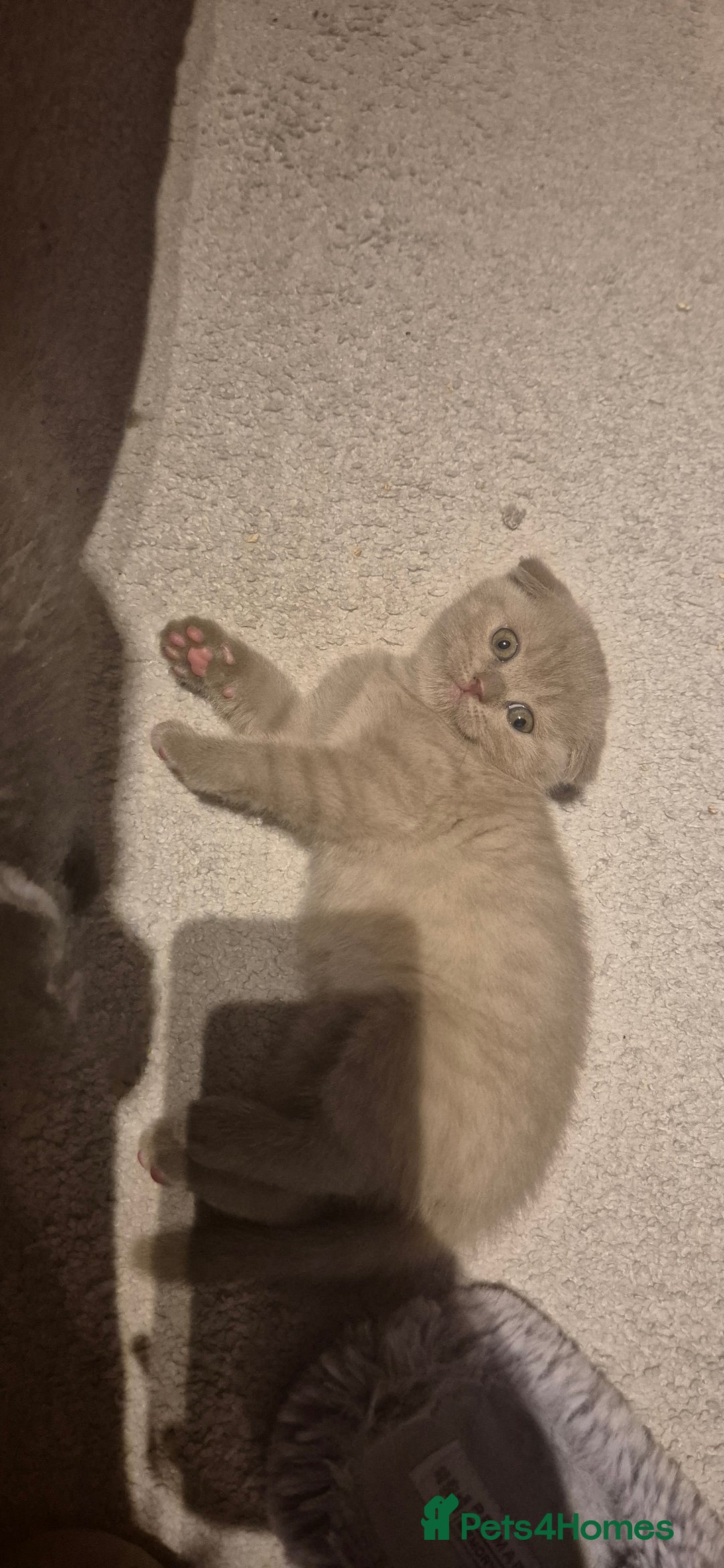 Scottish Fold cats for sale: Last 2 Scottish straight kittens  - Image 26