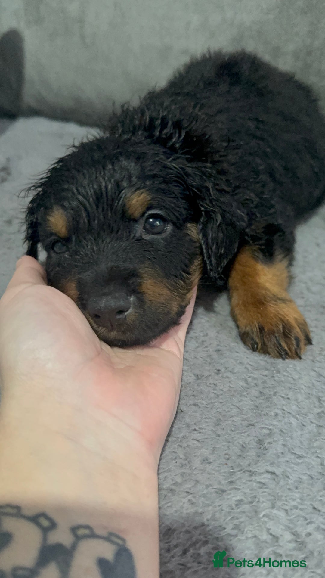 Rottweiler dogs for sale: Male rottweilwr puppy looking for a forever home - Advert 13