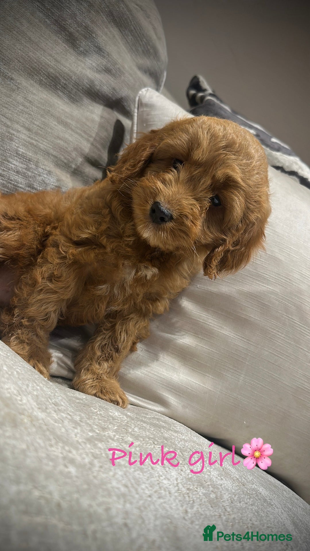 Cockapoo dogs for sale: 🐾Adorable toy cockapoos ready now 🐾 - Advert 12