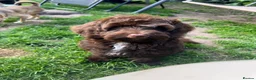 Cockapoo dogs for sale: River - cockapoo puppy - Advert 5
