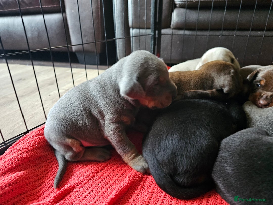 Dobermann dogs for sale: Outstanding Doberman Puppies - Image 5