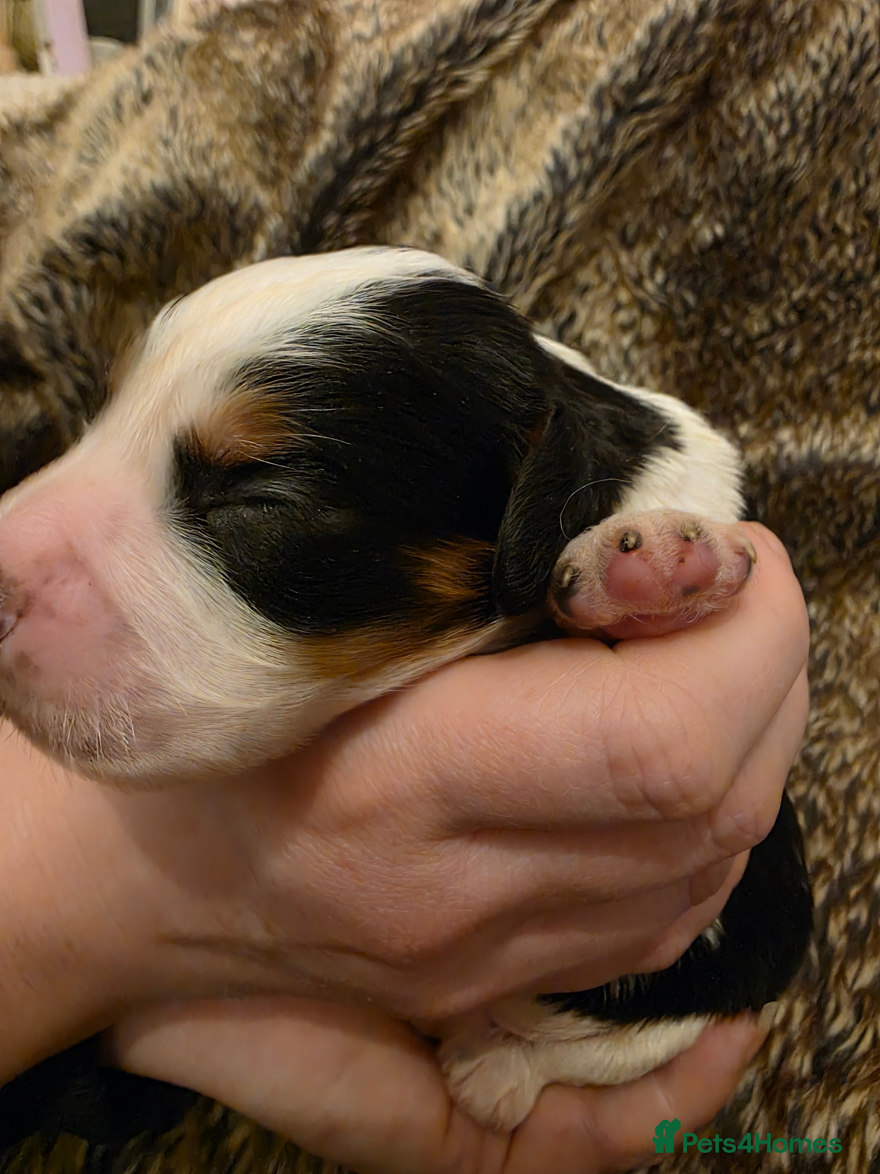 Cocker Spaniel dogs Gorgeous working cocker spaniel puppies - Advert 1