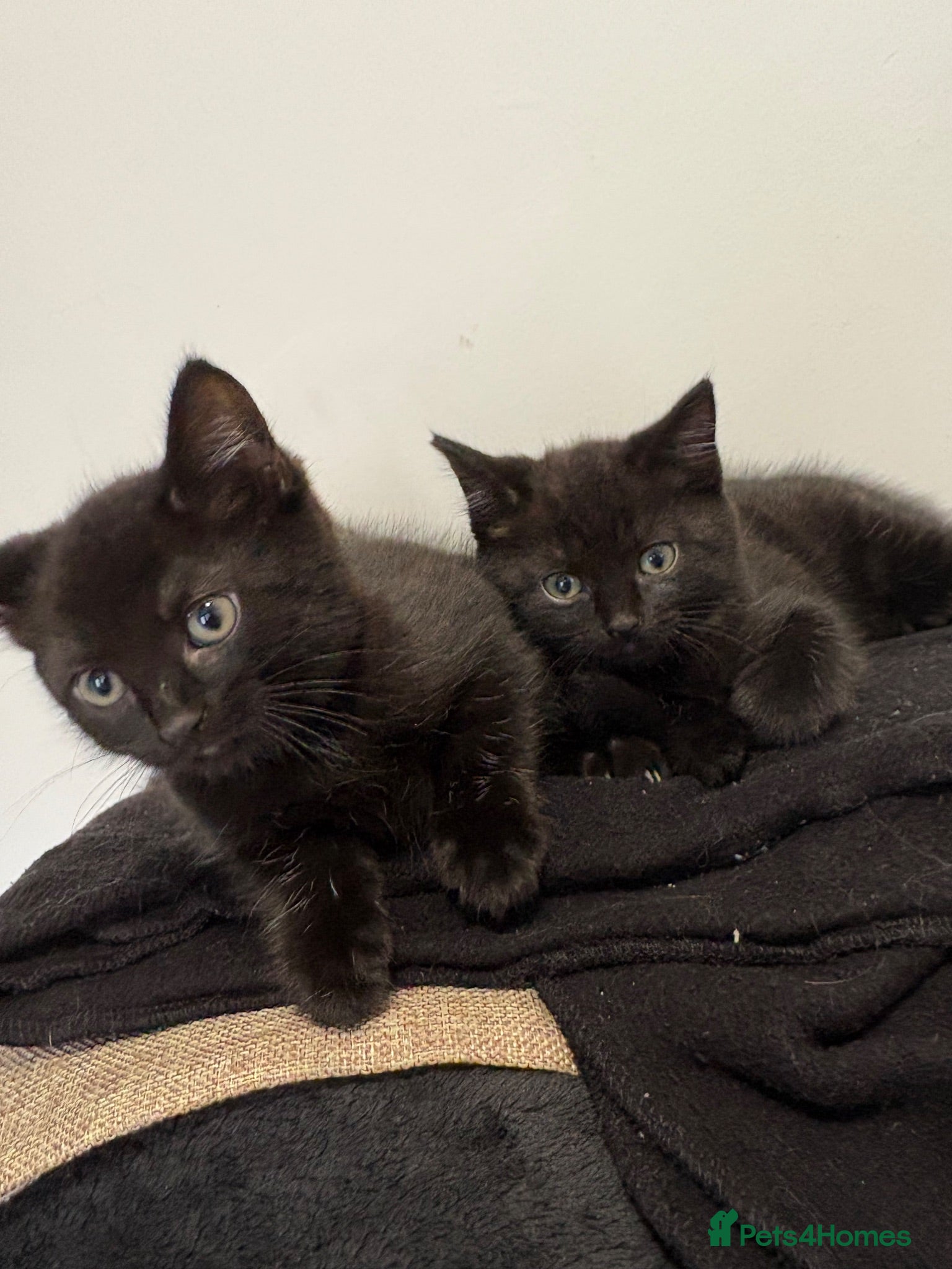 Mixed Breed cats 3 kittens  - Advert 7