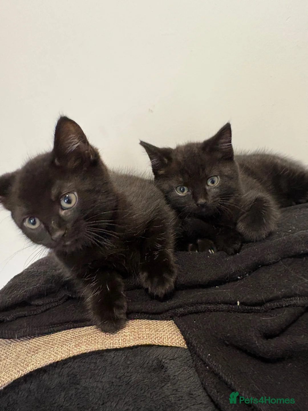 Mixed Breed cats for sale: 3 kittens  - Advert 1