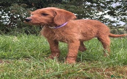 Labradoodle dogs for sale: Happy fun litter of medium sized Labradoodles  - Image 6