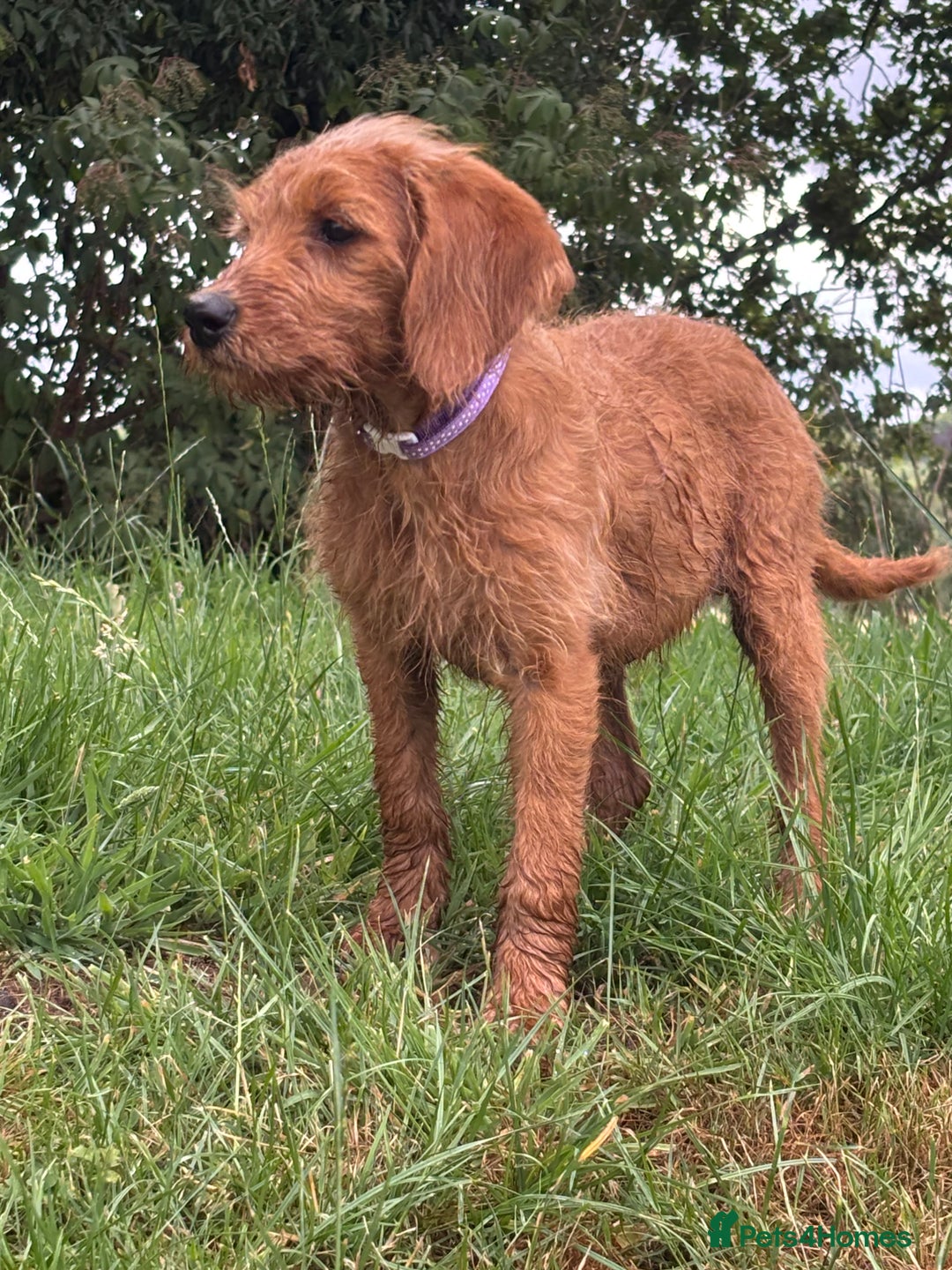 Labradoodle dogs for sale: Happy fun litter of medium sized Labradoodles  - Image 6