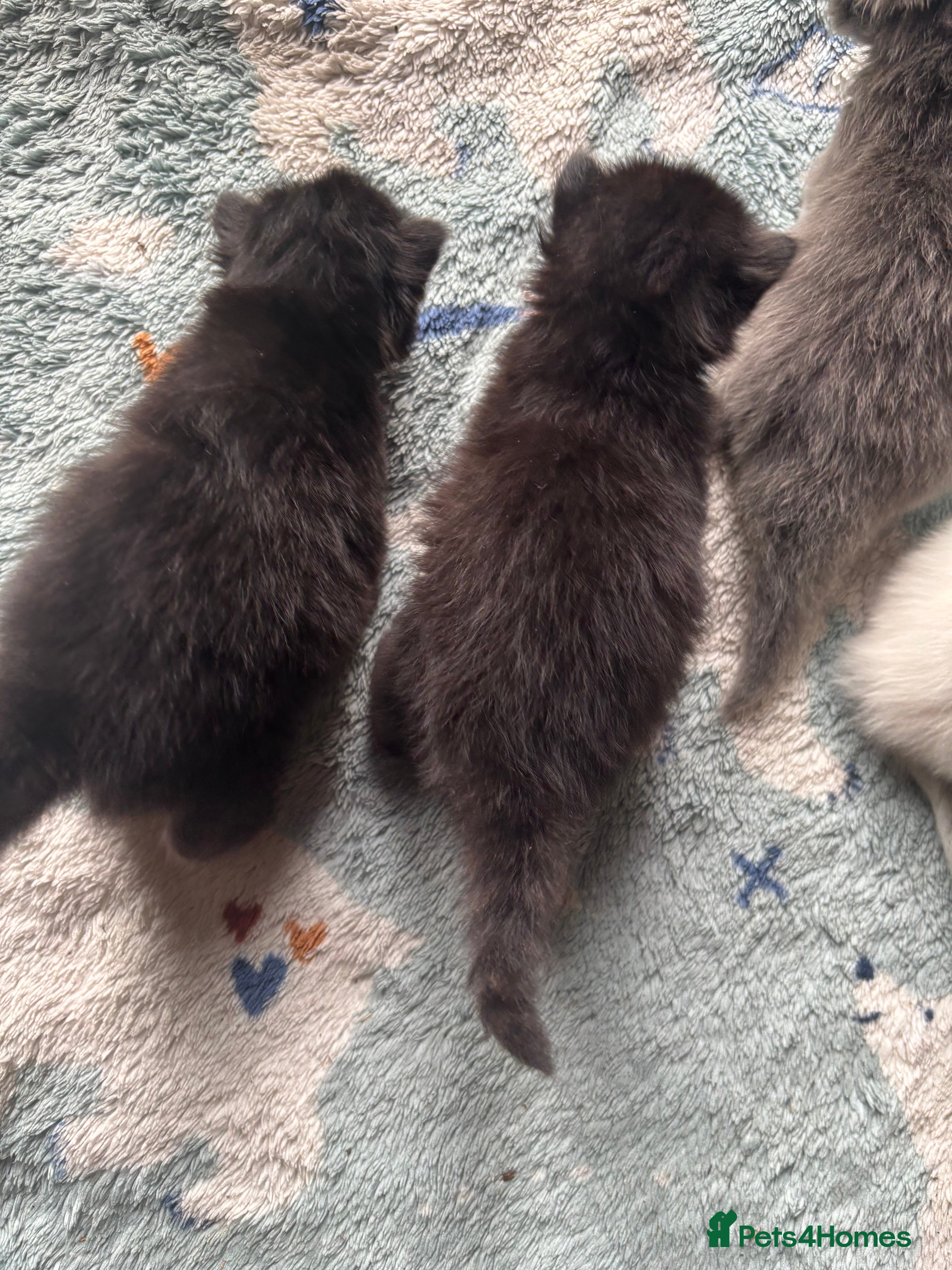 Ragdoll cats for sale: Ragdoll/persian mix - Advert 5