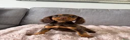 Cocker Spaniel dogs for sale: BEAUTIFUL CHOC AND TAN COCKER PUPS READY NOW!  - Advert 16