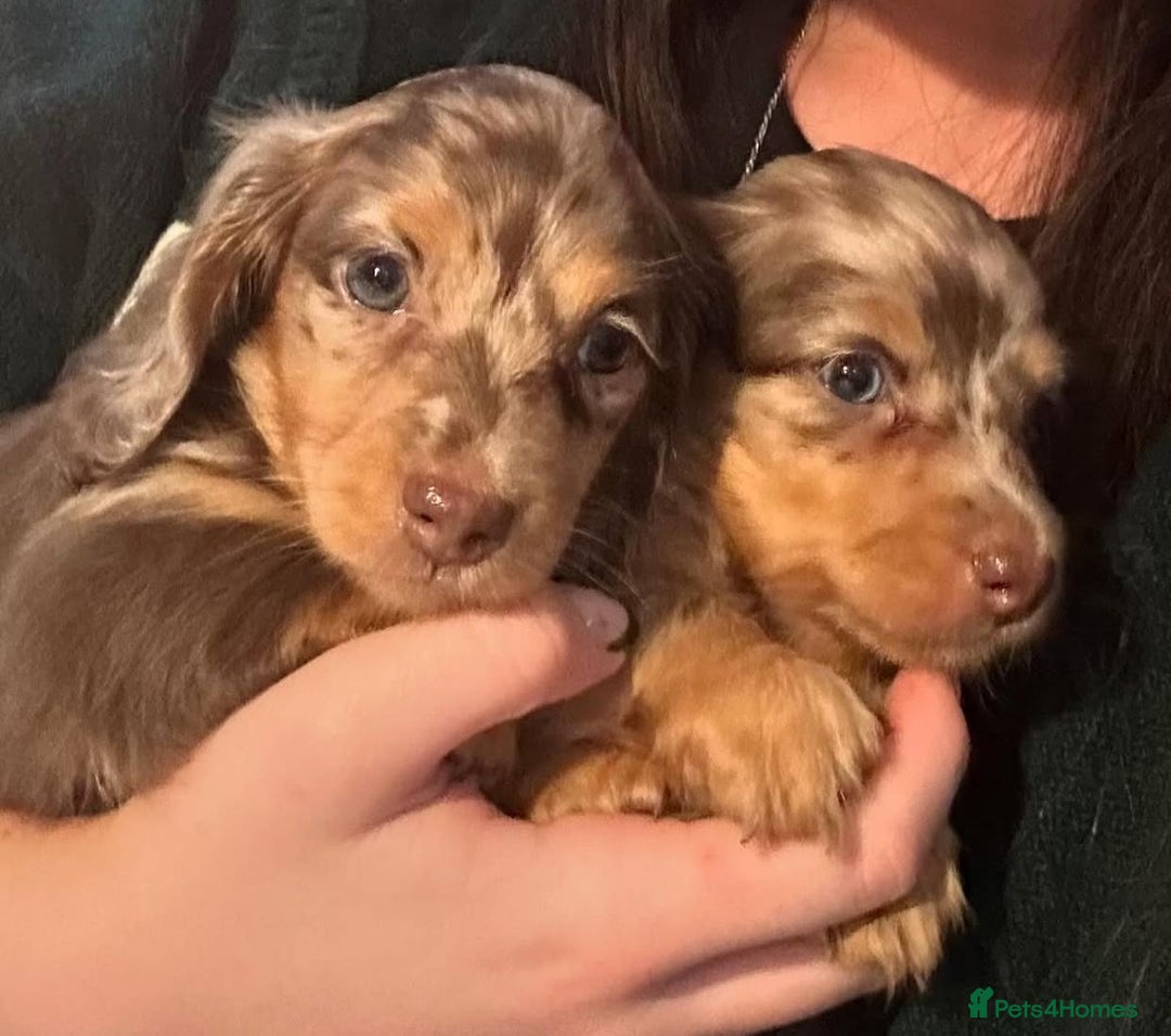 Miniature Dachshund dogs for sale: Miniature Purebred Dachshund Puppies - Image 17