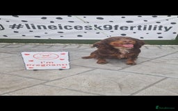 Cocker Spaniel dogs for sale: Stunning kc working cocker spaniels - Image 4