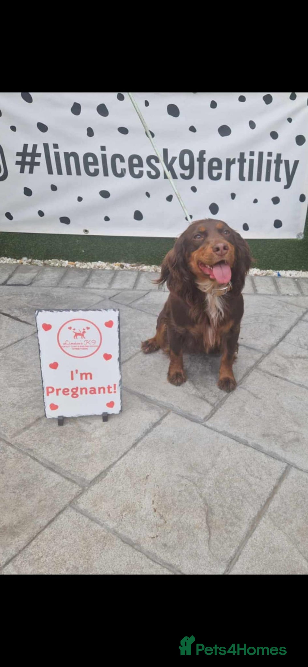 Cocker Spaniel dogs for sale: Stunning kc working cocker spaniels - Image 4